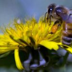 زنبورهای کم‌یاب استرالیا پس از صد سال برگشتند
