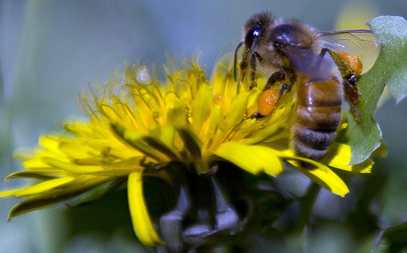 زنبورهای کم‌یاب استرالیا پس از صد سال برگشتند